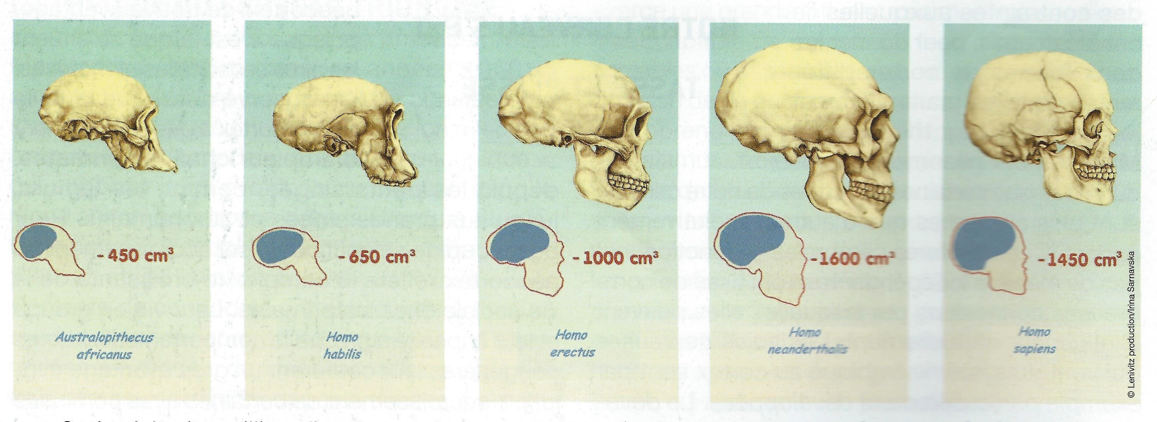 Размер мозга увеличивается. Эволюция черепа у гоминид. Антропогенез размер мозга. Размер мозга человека Эволюция.